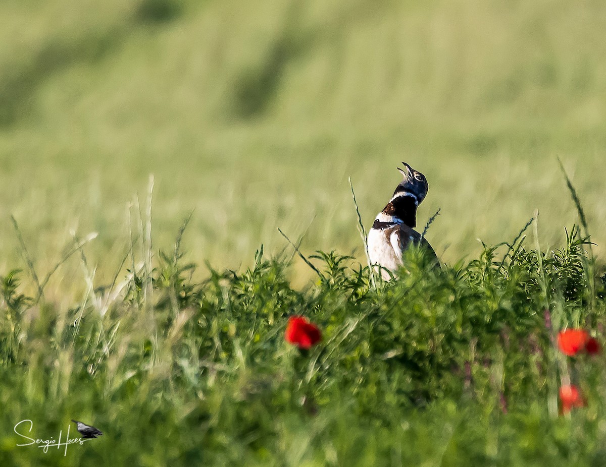 Little Bustard - ML640963552