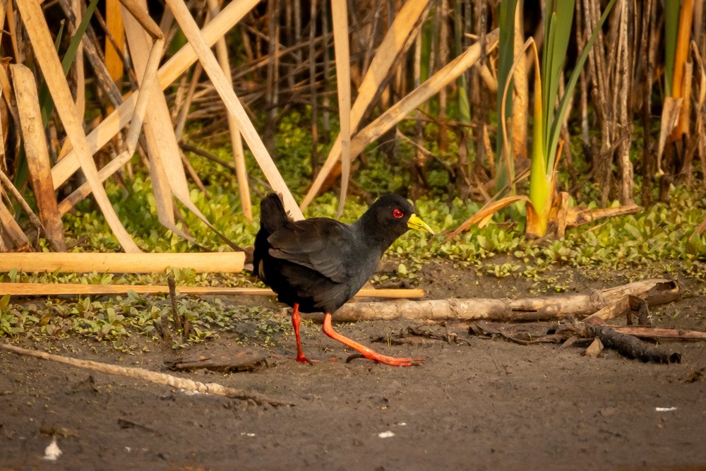 Black Crake - ML640963581