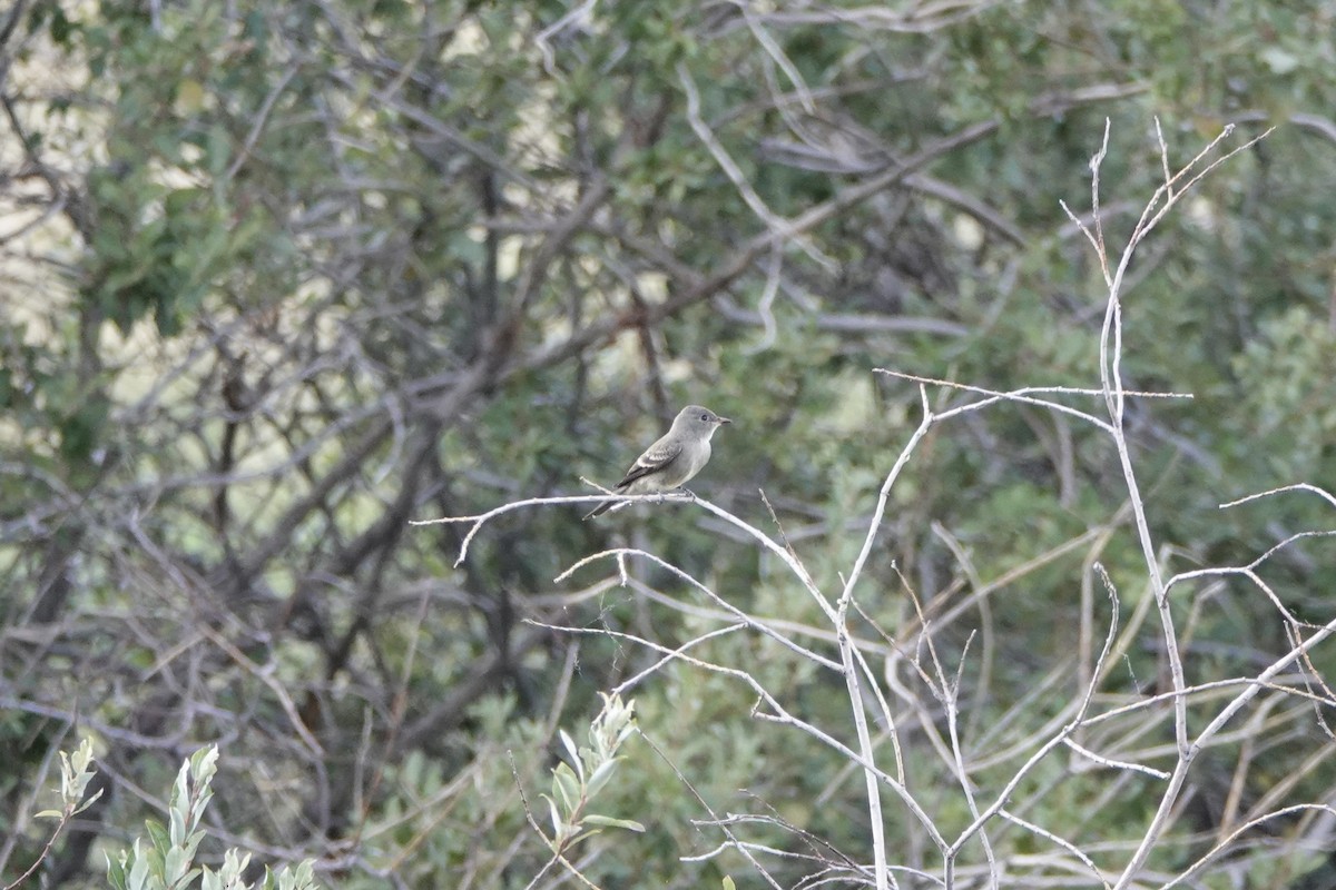 Western Wood-Pewee - ML640963614