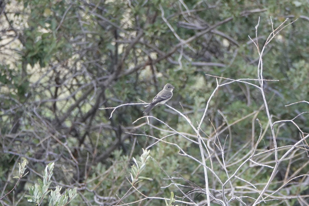 Western Wood-Pewee - ML640963615