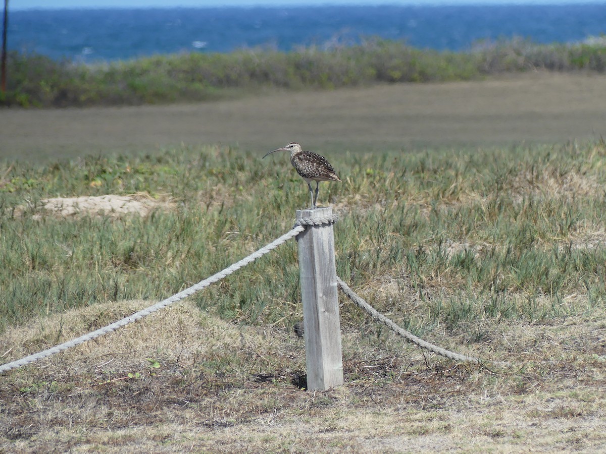 Bristle-thighed Curlew - ML640963642
