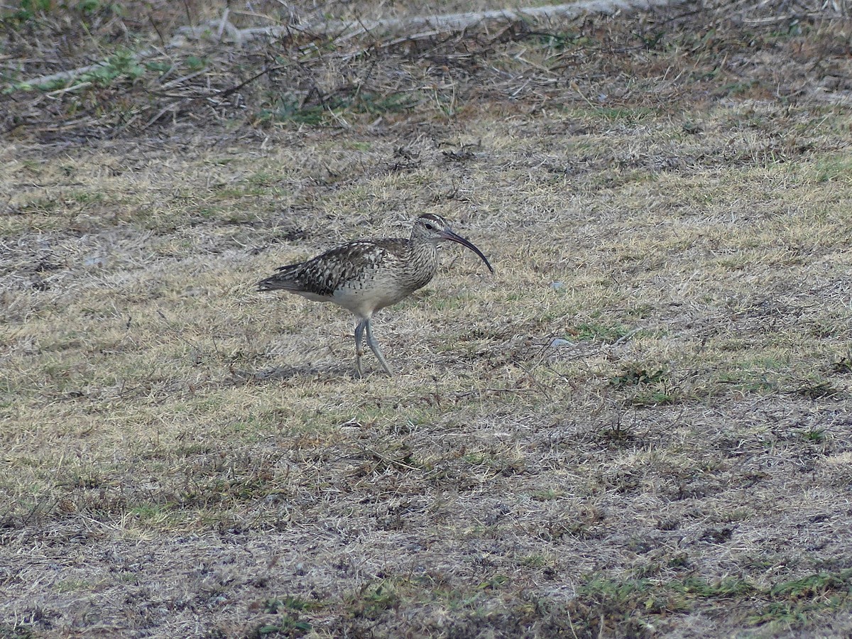 Bristle-thighed Curlew - ML640963643