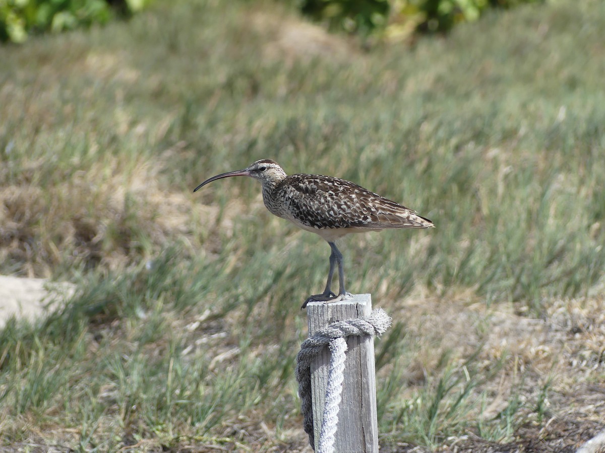 Bristle-thighed Curlew - ML640963644
