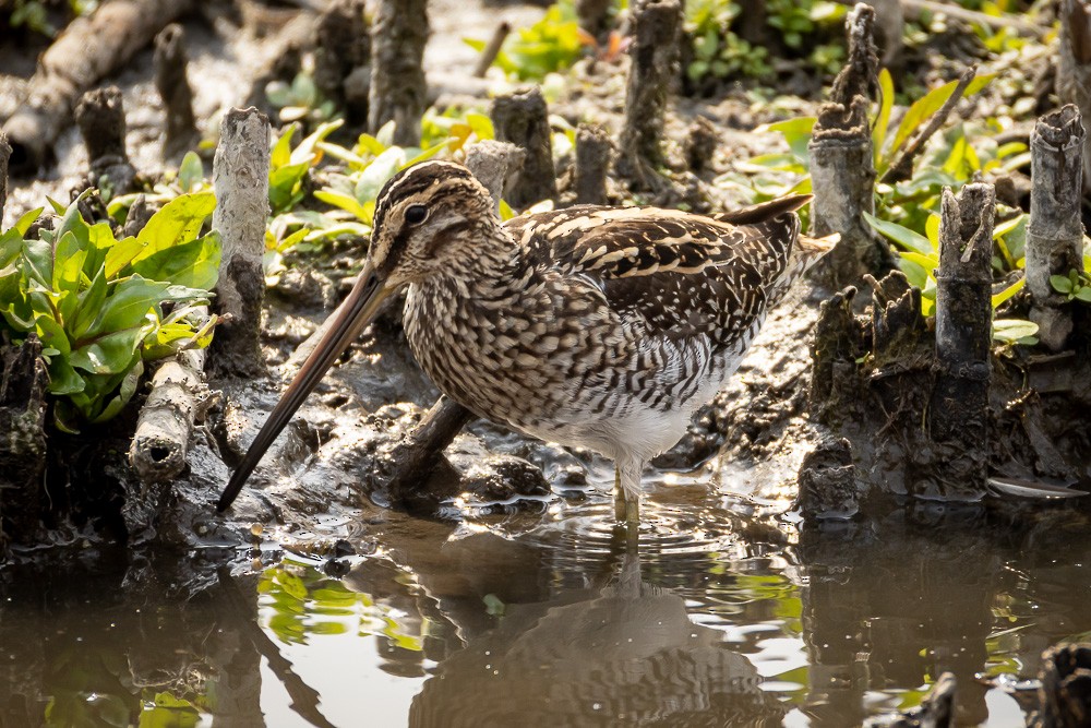 African Snipe - ML640963651