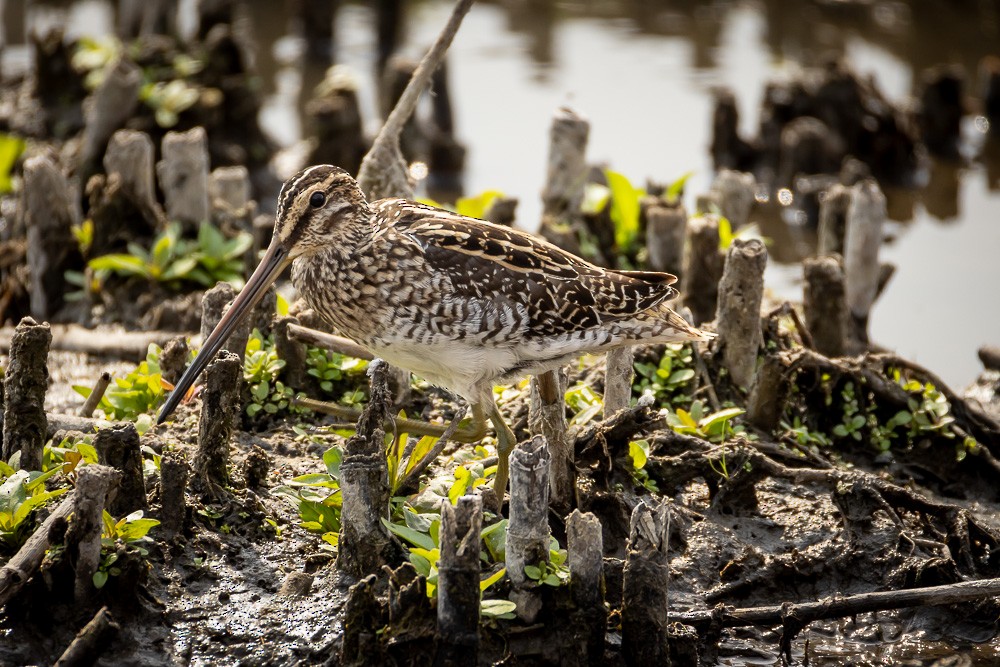 African Snipe - ML640963659