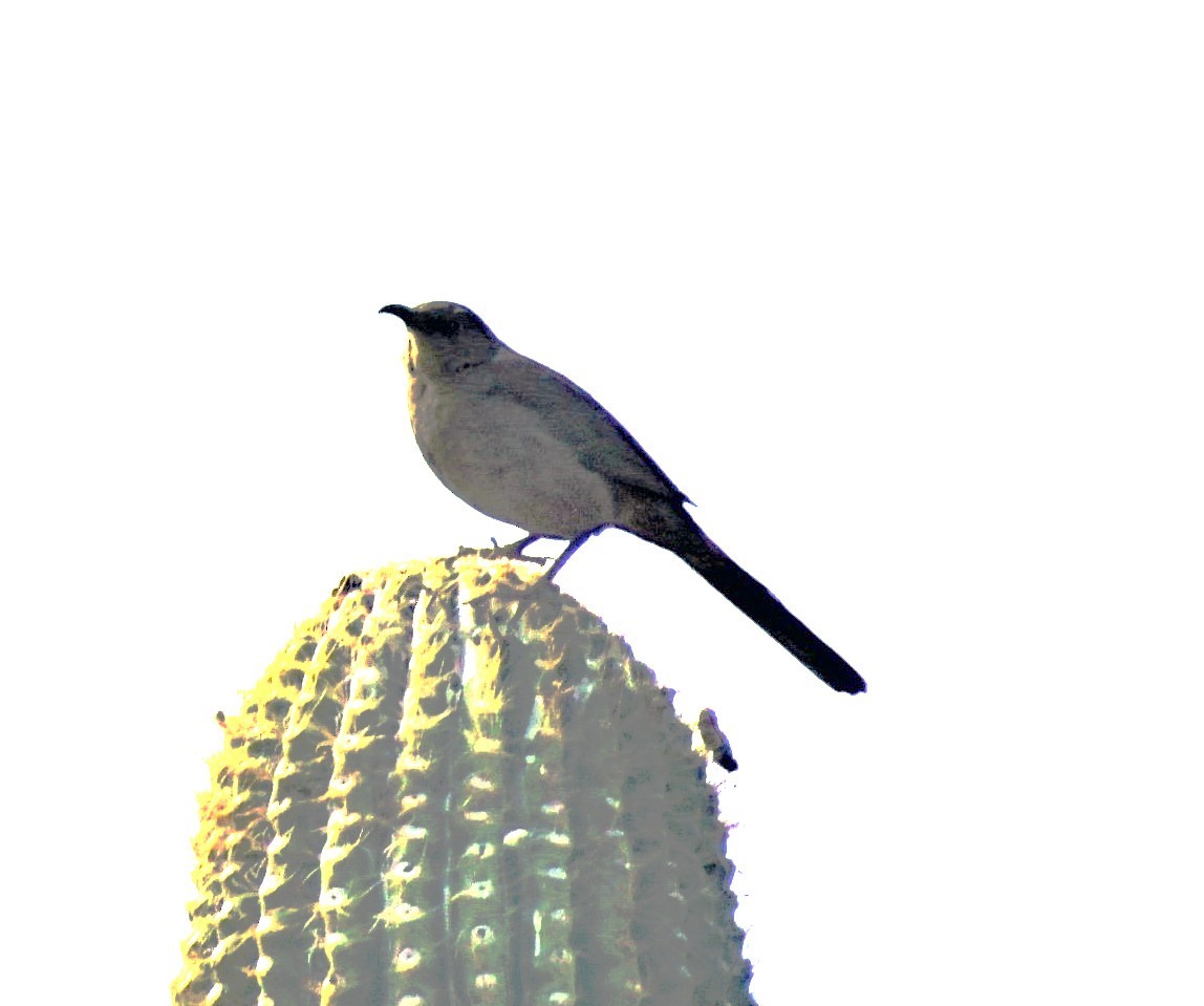 Crissal Thrasher - ML640963660