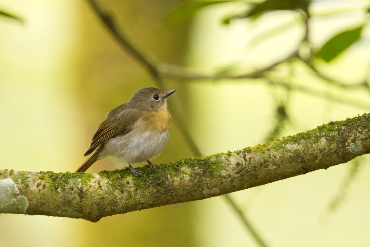 Fulvous-chested Jungle Flycatcher - ML640963695