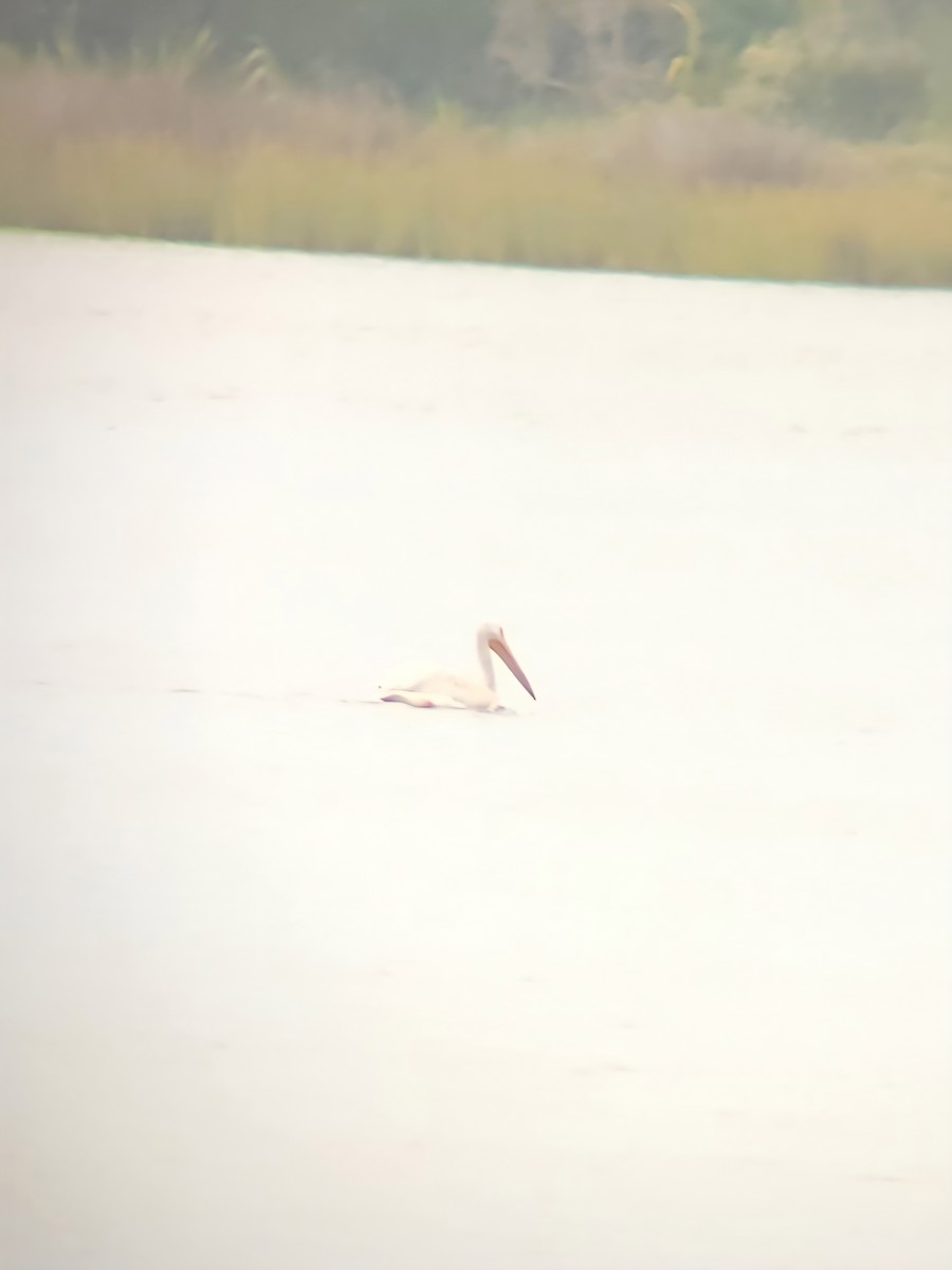 American White Pelican - ML640963701