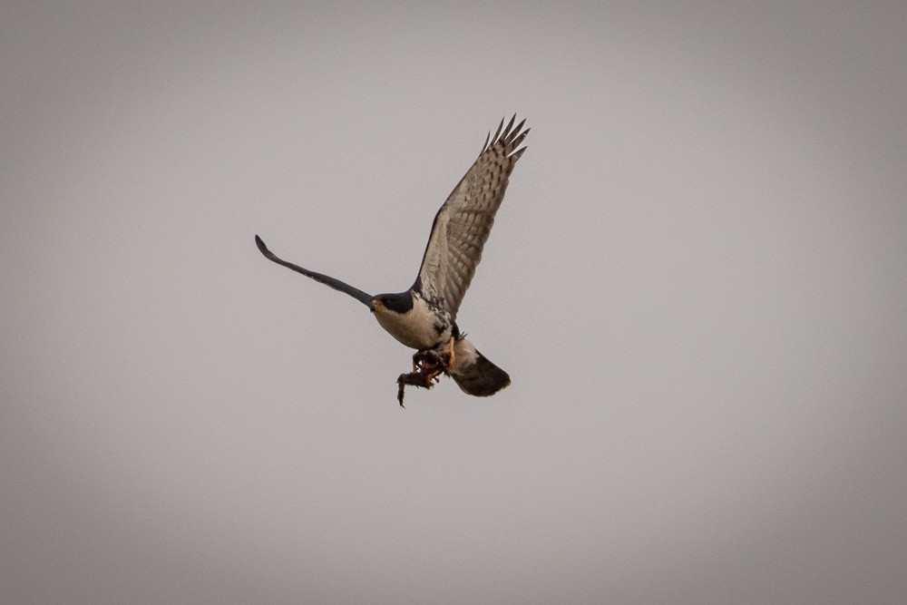 Black Goshawk - ML640963745