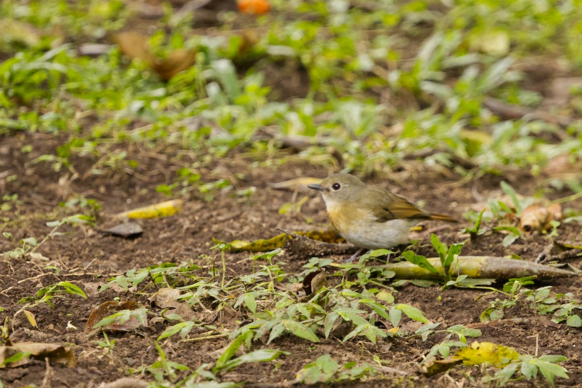 Fulvous-chested Jungle Flycatcher - ML640963772