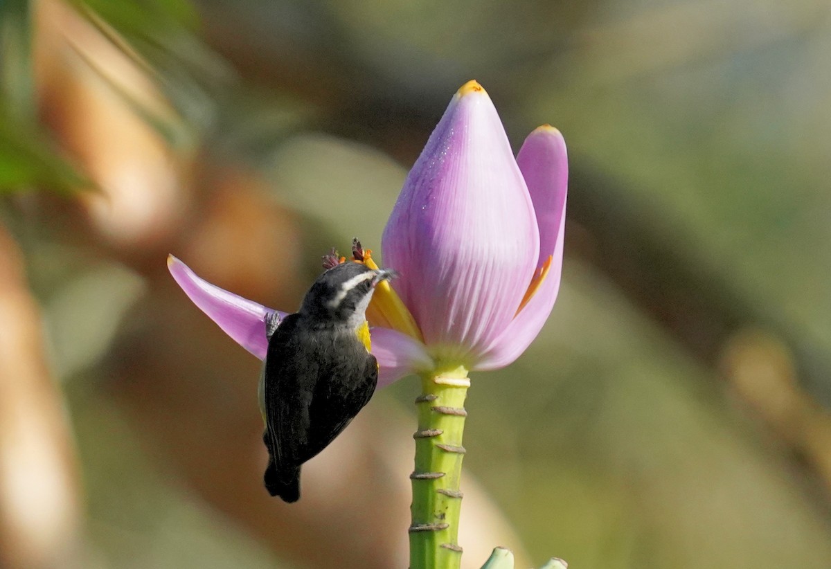 Bananaquit - ML640963813