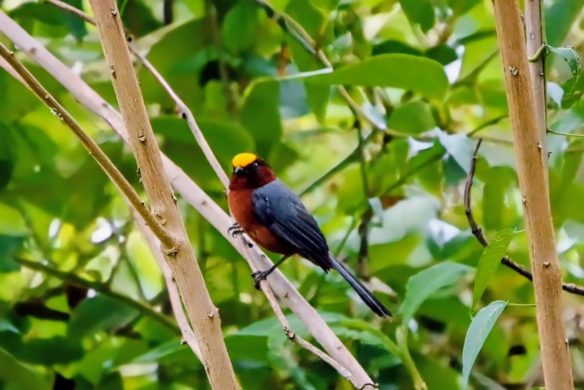 ズキンコウカンチョウ - ML640963863