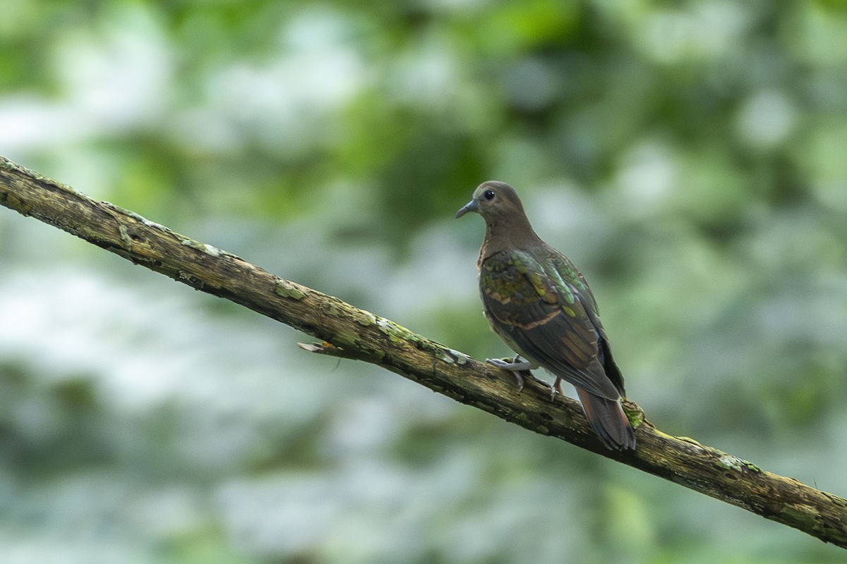 Asian Emerald Dove - ML640963943