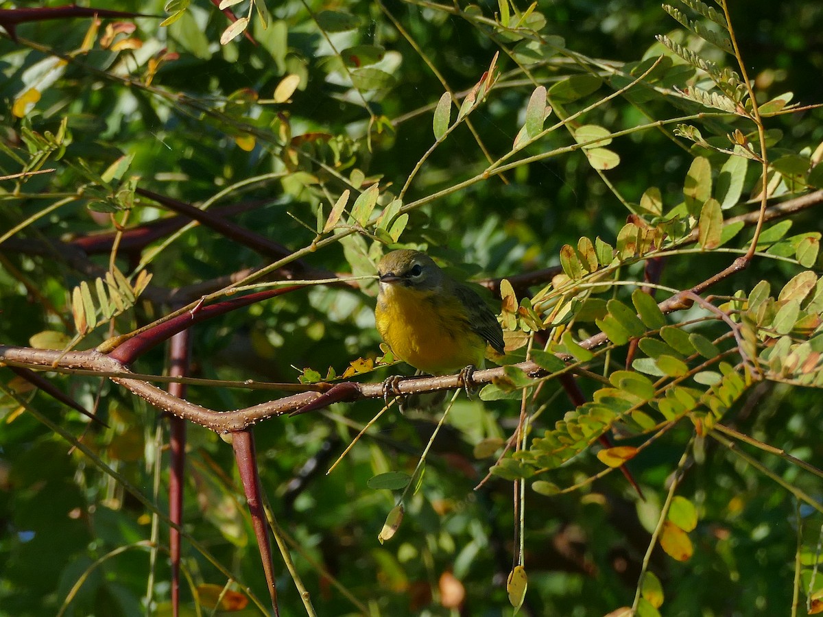 Prairie Warbler - ML640963950