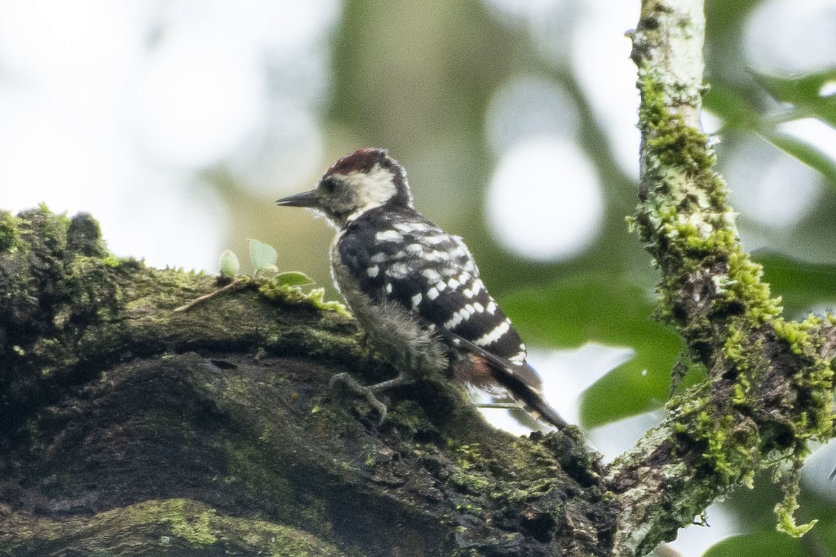 Fulvous-breasted Woodpecker - ML640963992