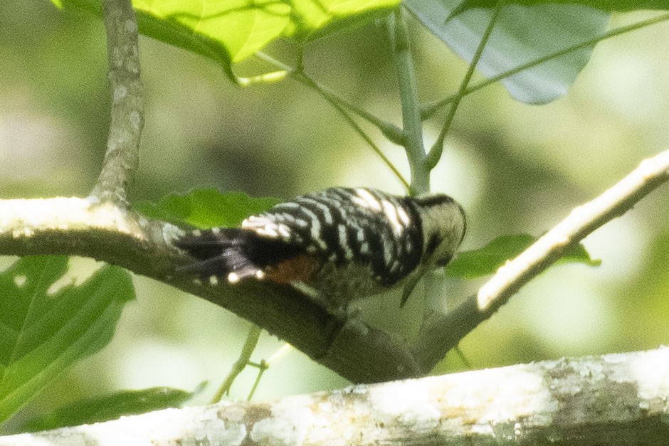 Fulvous-breasted Woodpecker - ML640963993