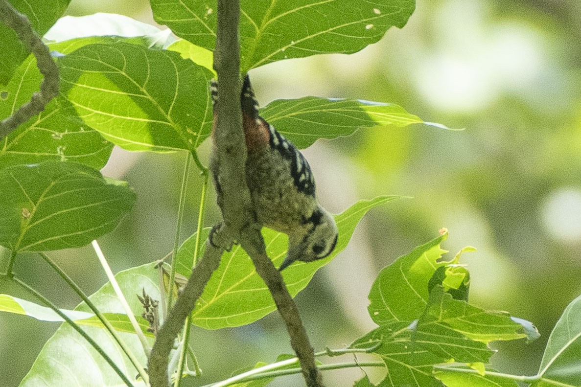 Fulvous-breasted Woodpecker - ML640963994