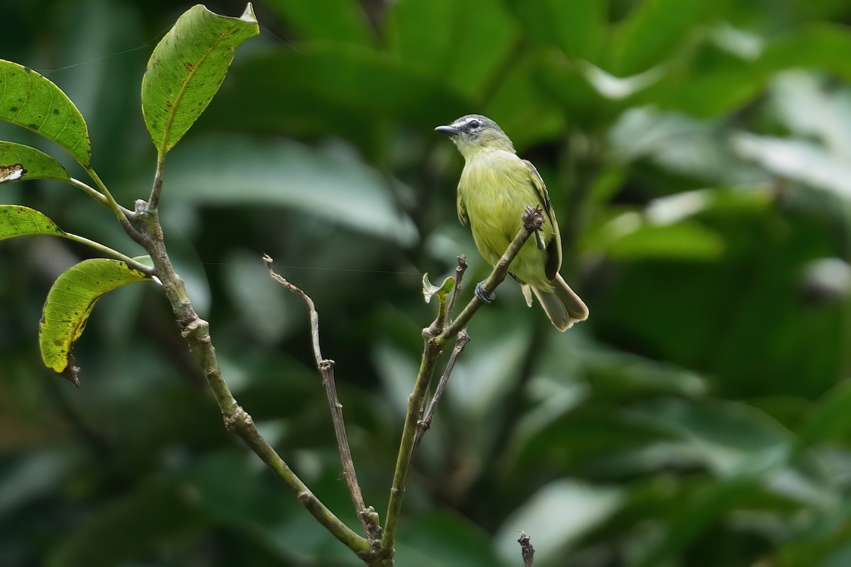 White-lored Tyrannulet - ML640964075