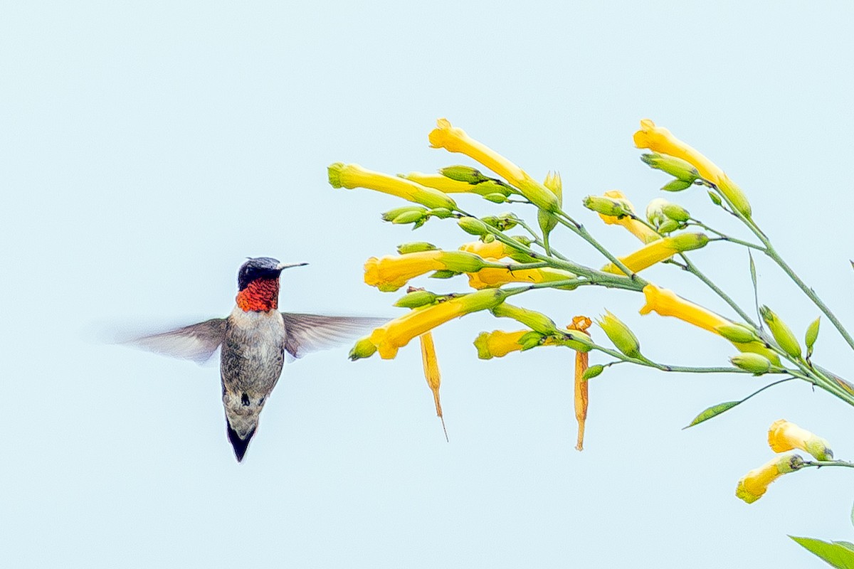 Ruby-throated Hummingbird - ML640964097