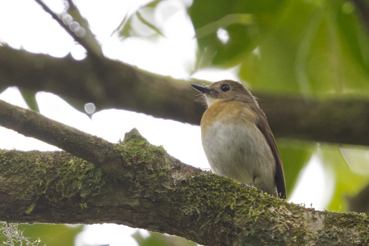 Fulvous-chested Jungle Flycatcher - ML640964145