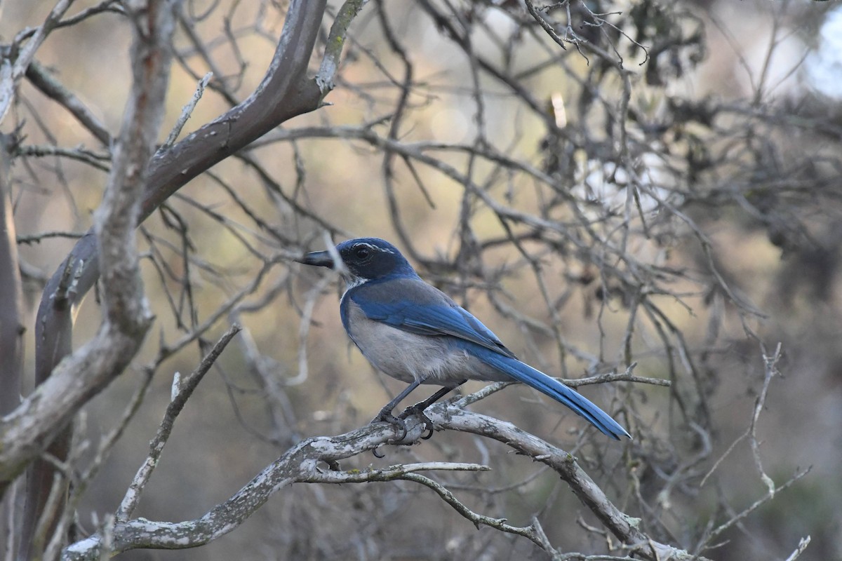 California Scrub-Jay - ML640964182