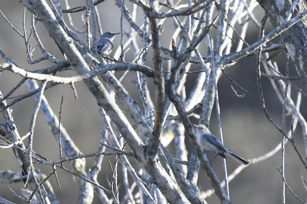 Blue-gray Gnatcatcher - ML640964184