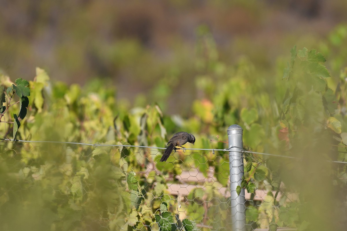 California Towhee - ML640964192