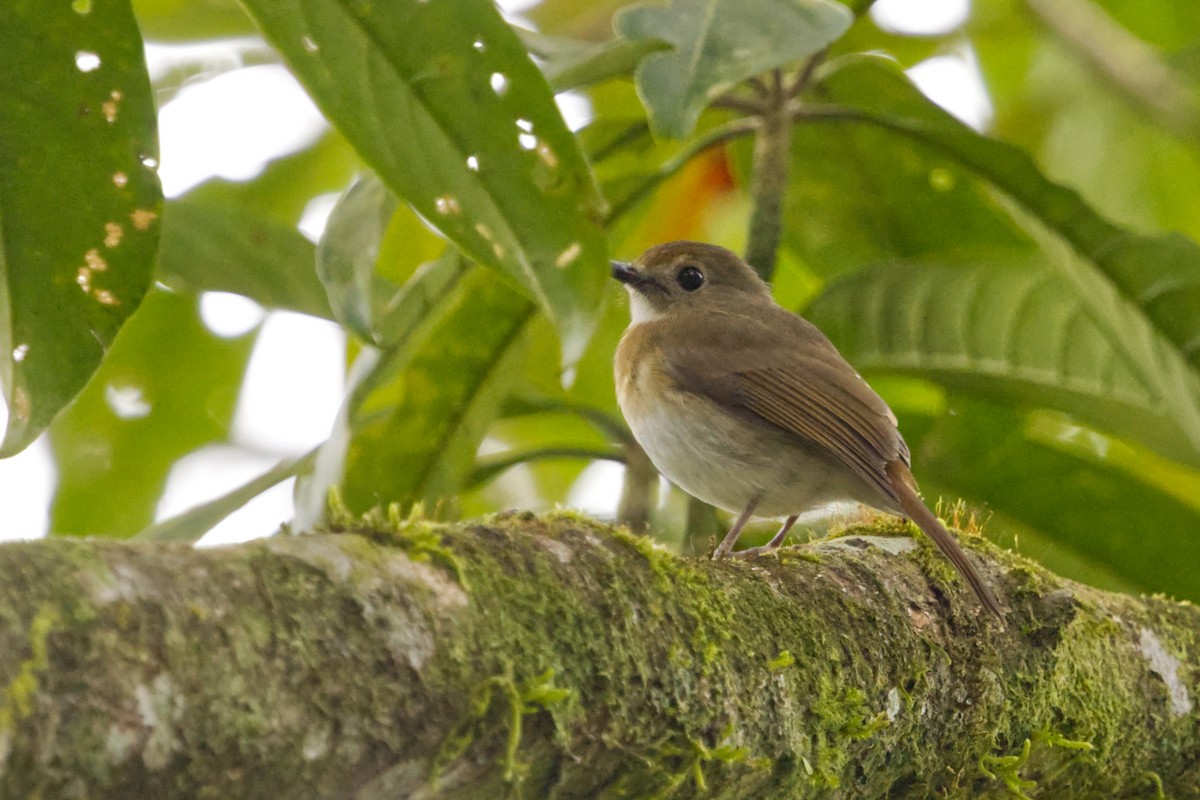 Fulvous-chested Jungle Flycatcher - ML640964193