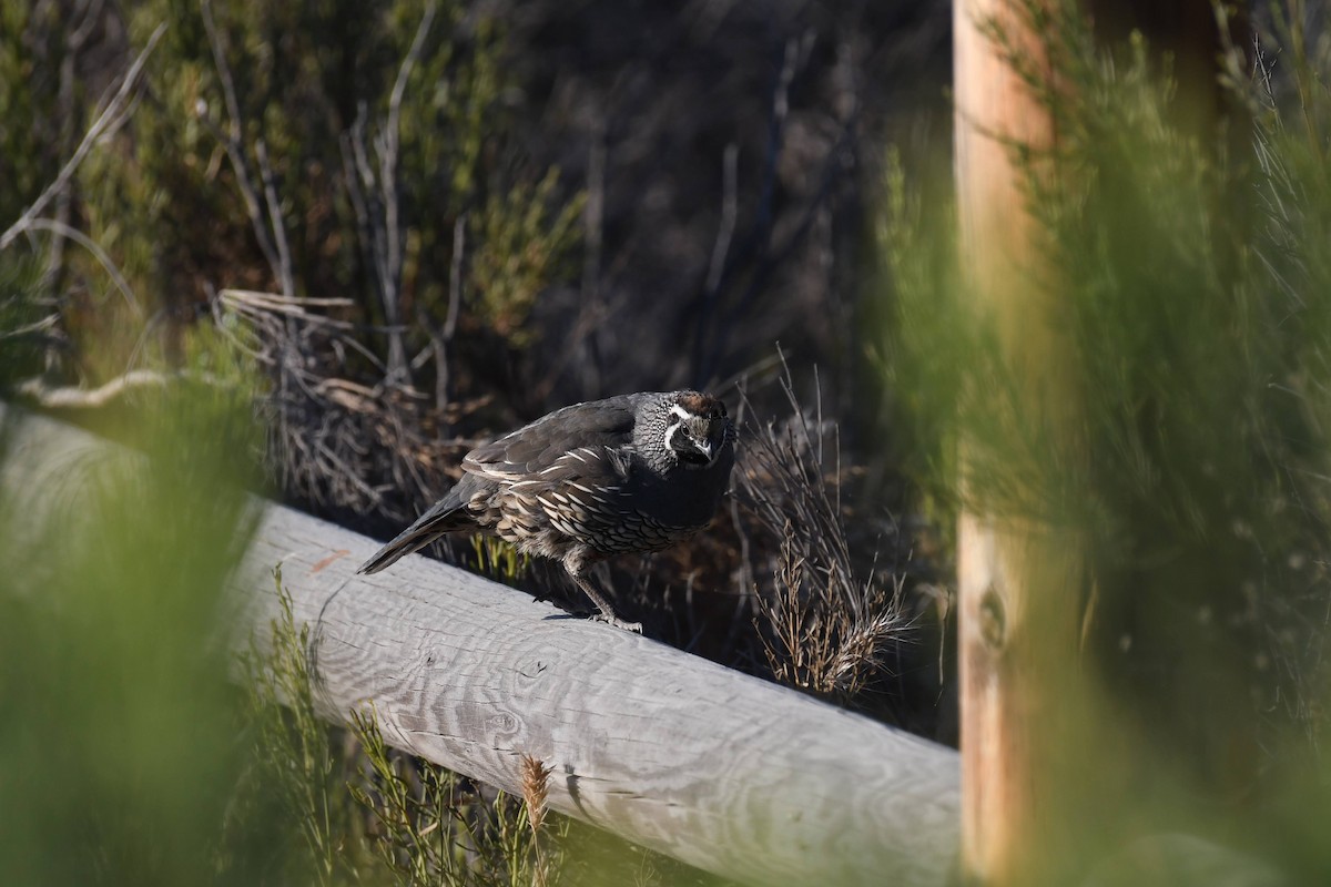 California Quail - ML640964204