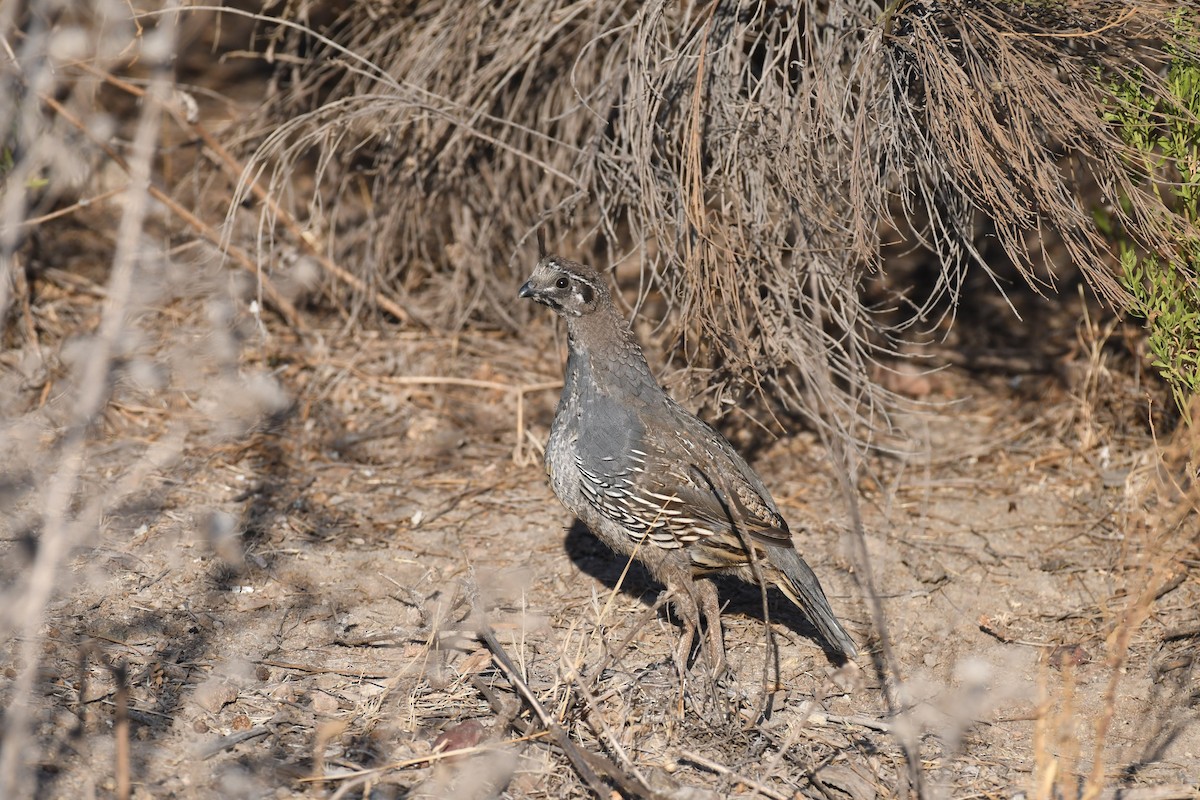 California Quail - ML640964206