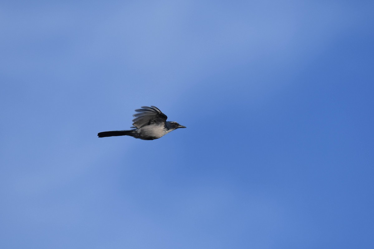 California Scrub-Jay - ML640964207