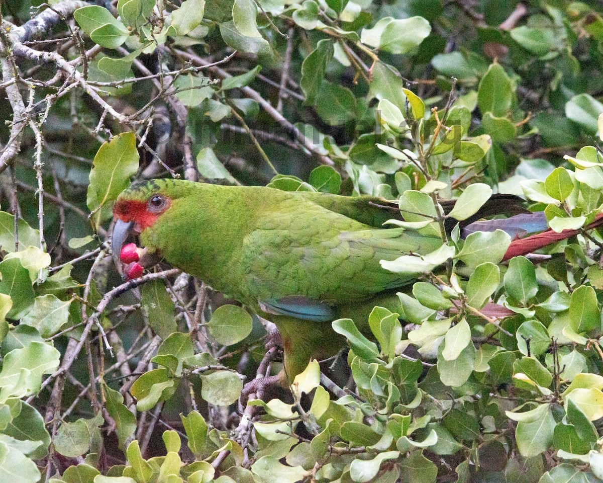 Slender-billed Parakeet - ML640964209