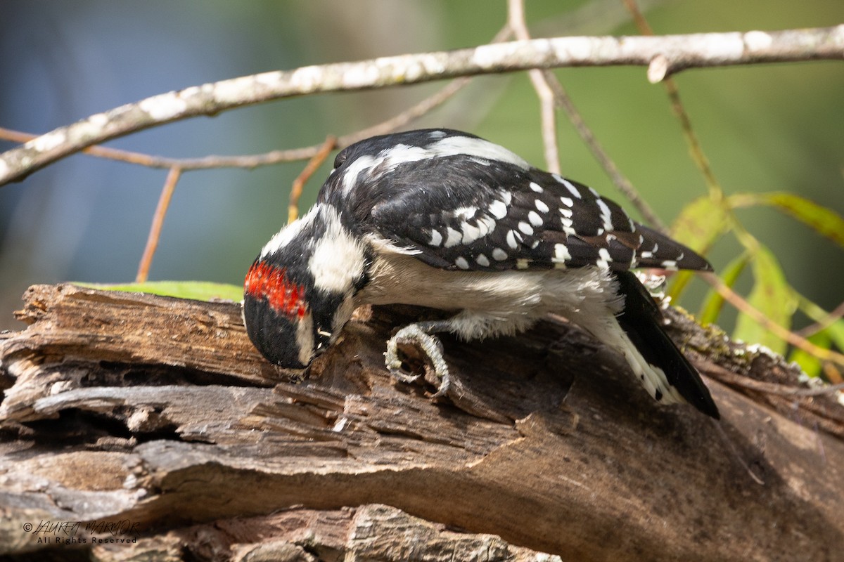 Downy Woodpecker - ML640964212
