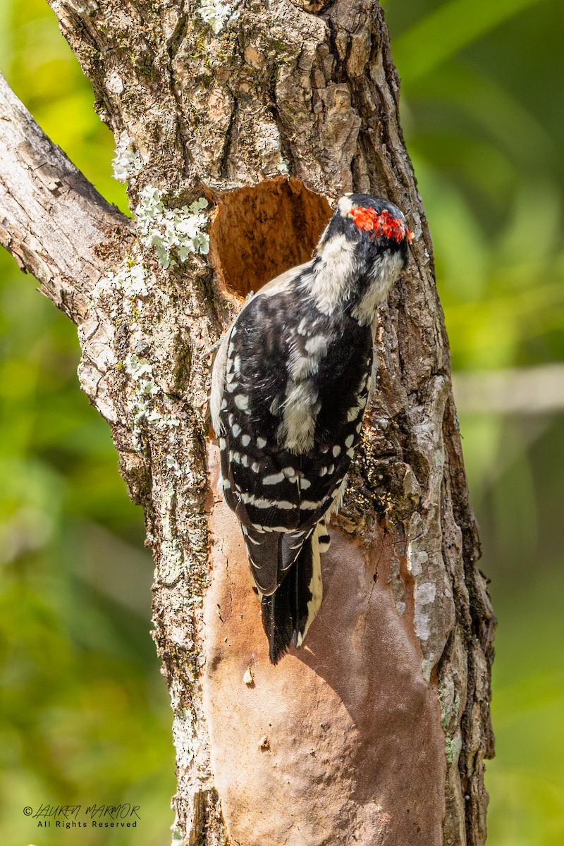 Downy Woodpecker - ML640964214