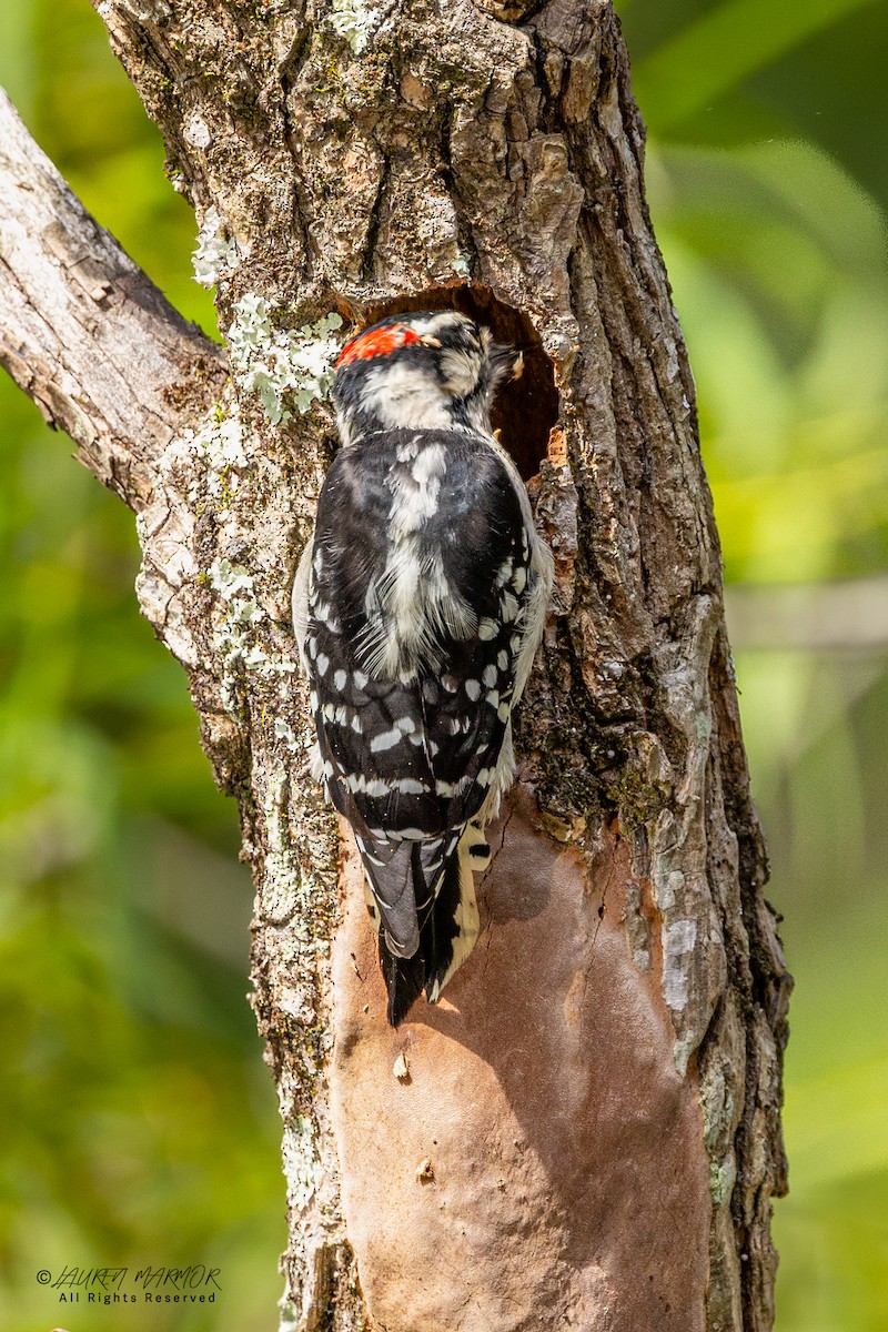 Downy Woodpecker - ML640964215
