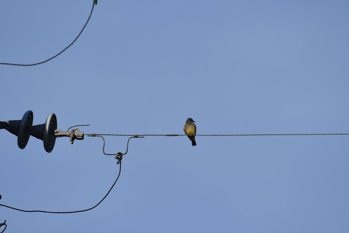 Cassin's Kingbird - ML640964218