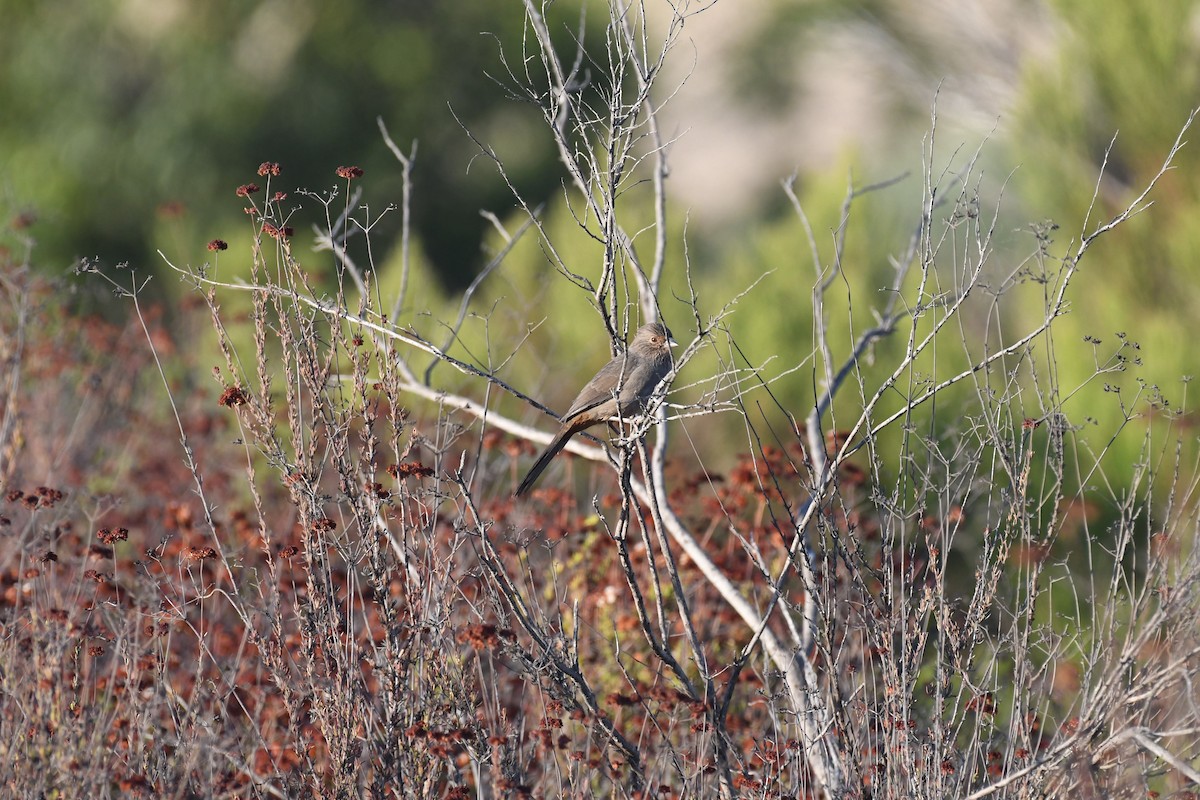 California Towhee - ML640964220