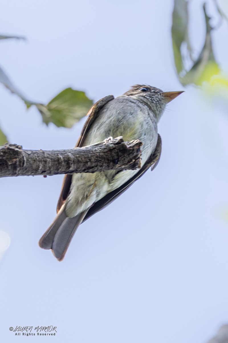 Eastern Wood-Pewee - ML640964222