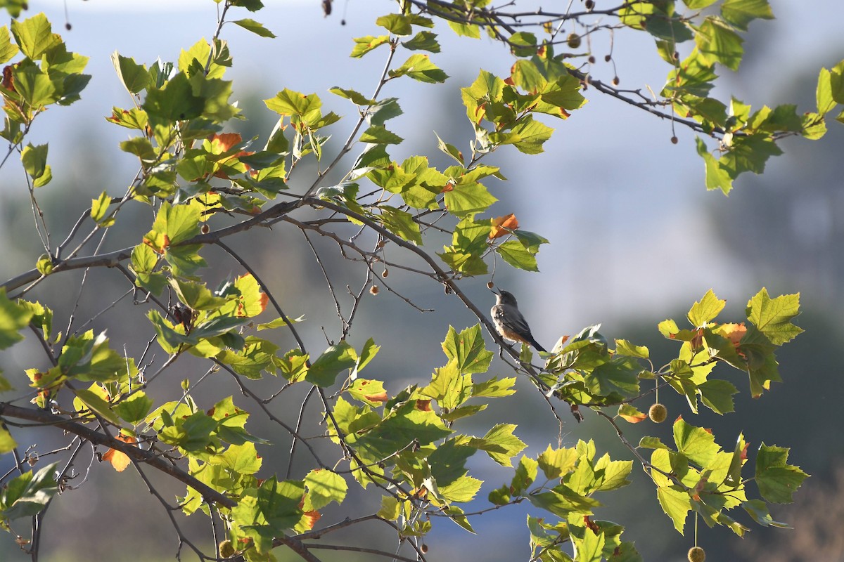 Say's Phoebe - ML640964224