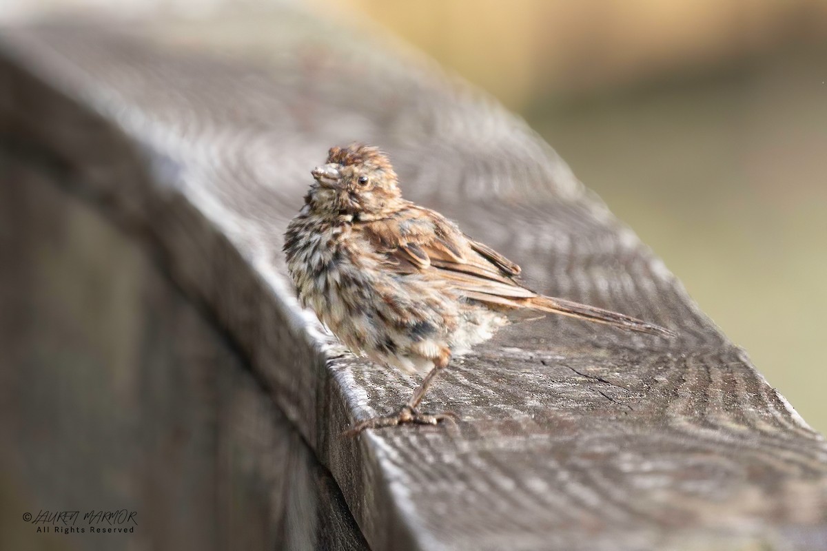 Song Sparrow - ML640964226