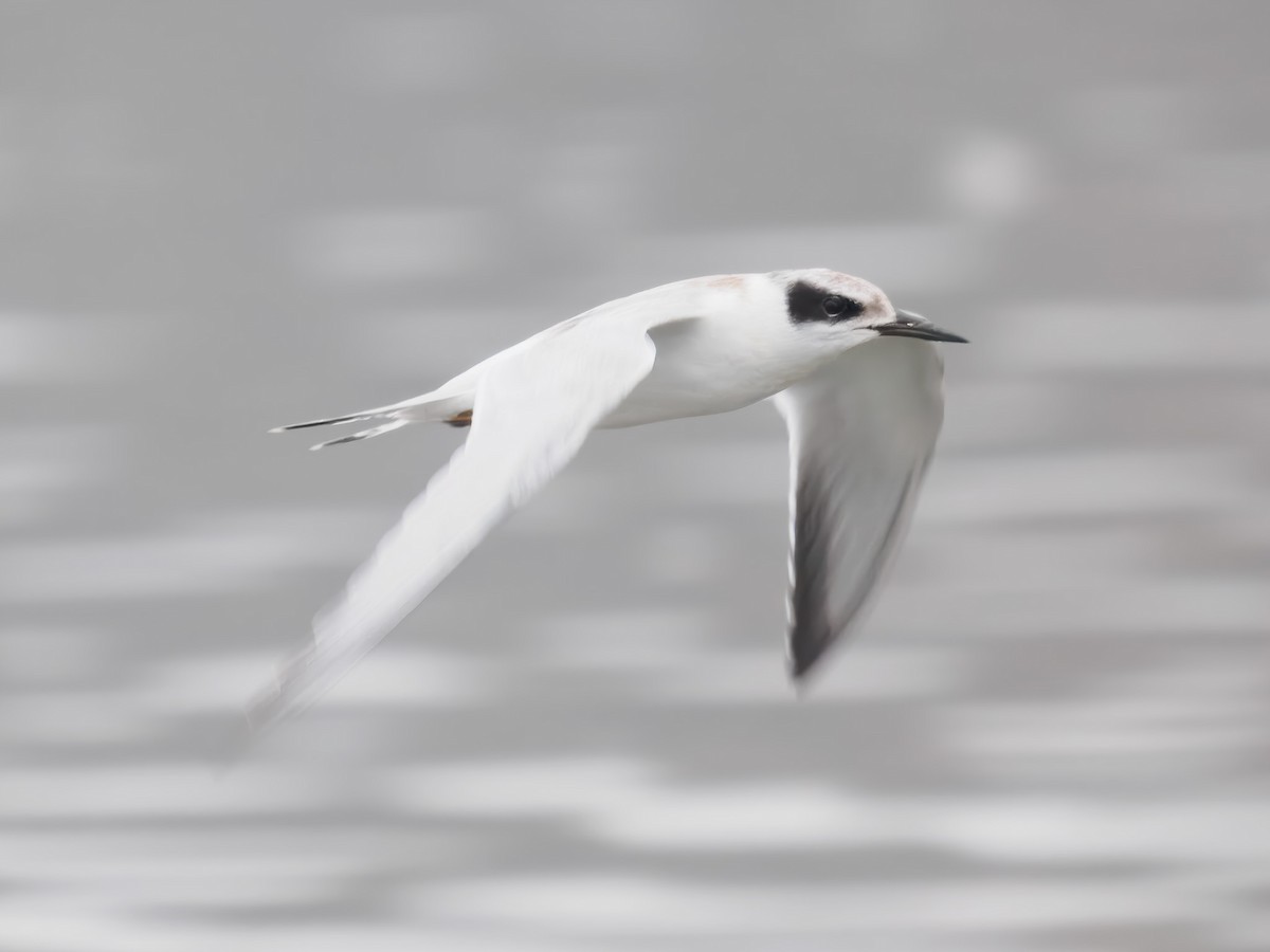Forster's Tern - ML640964227
