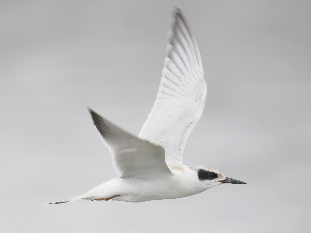 Forster's Tern - ML640964228