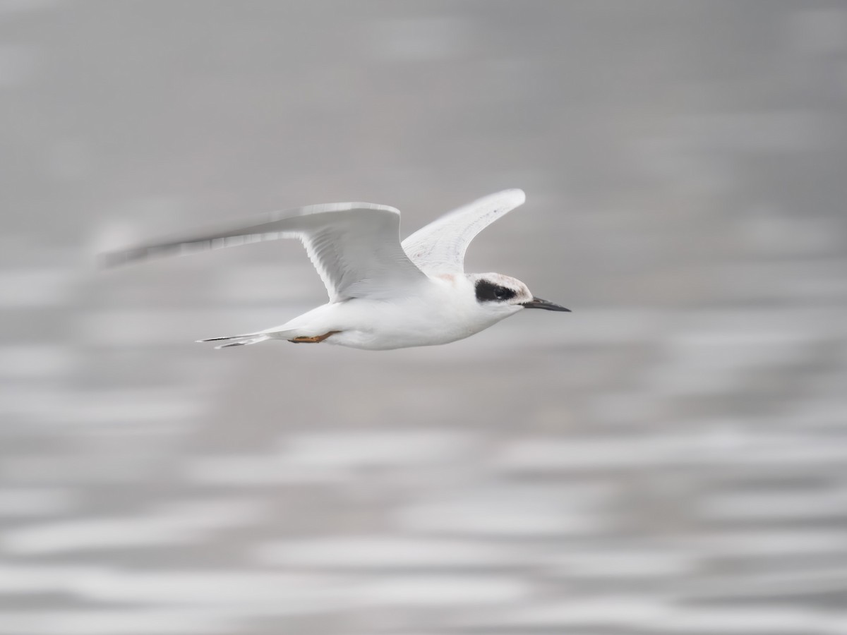 Forster's Tern - ML640964229