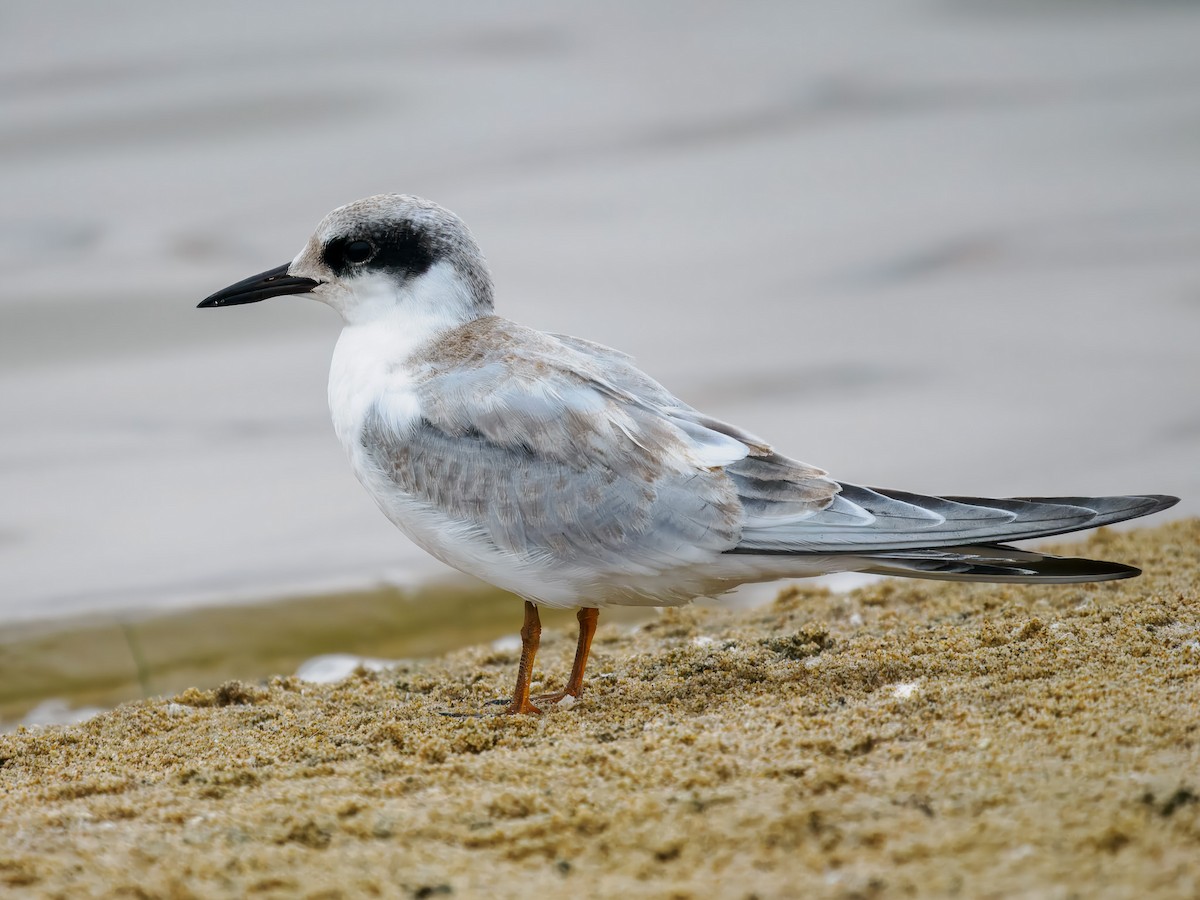 Forster's Tern - ML640964230