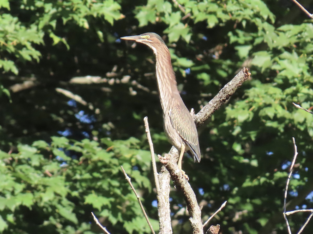 grønnrygghegre - ML640964235