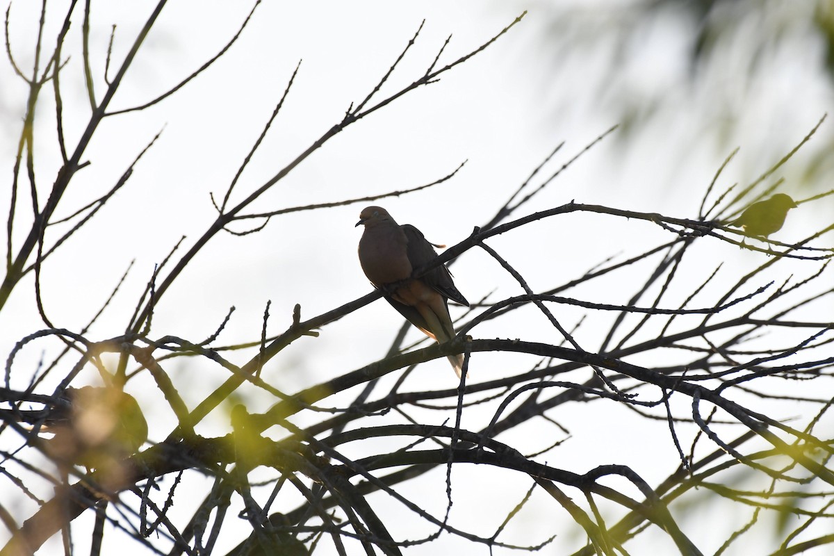 Mourning Dove - ML640964238