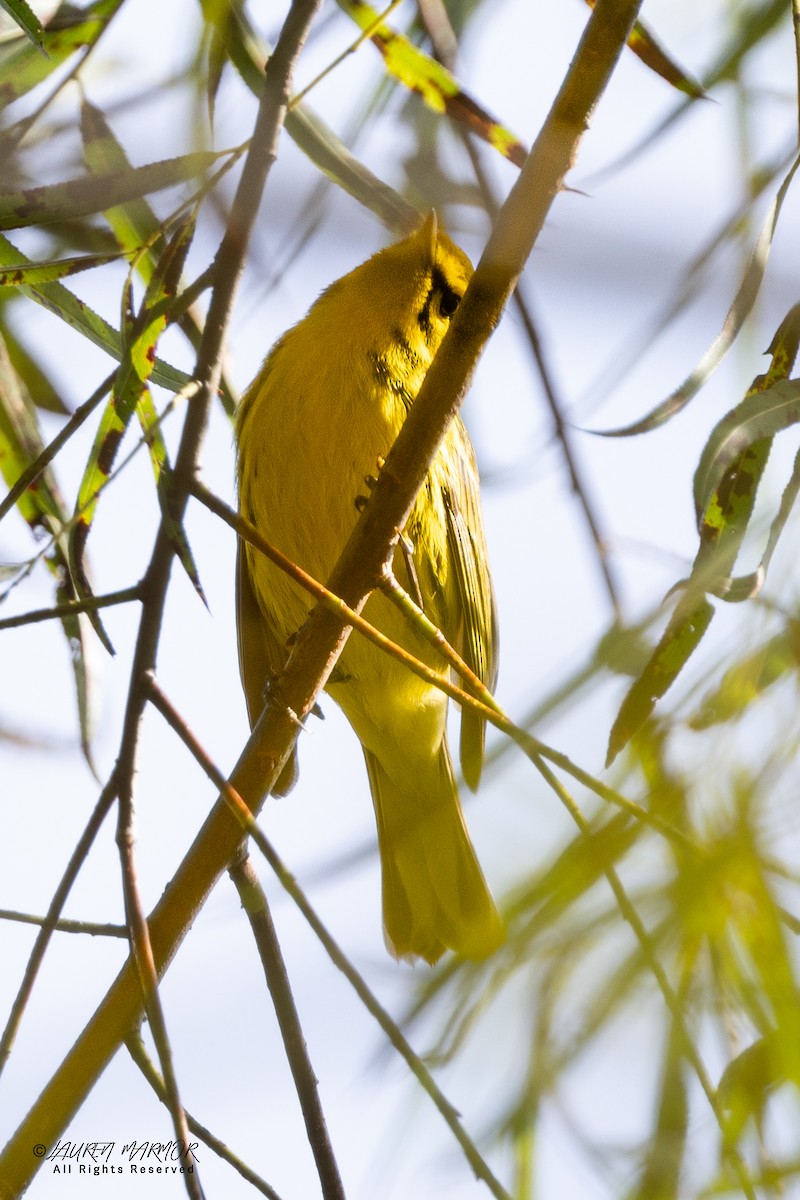 Prairie Warbler - ML640964240