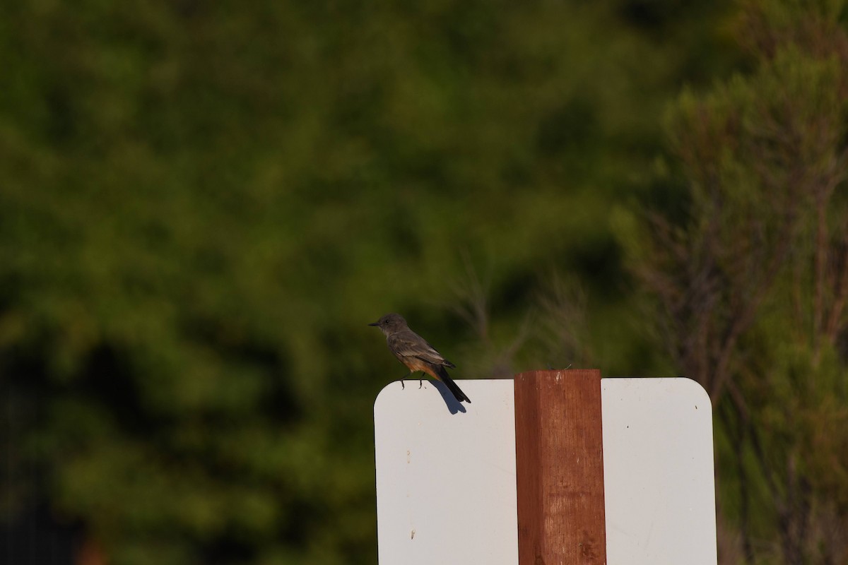 Say's Phoebe - ML640964243