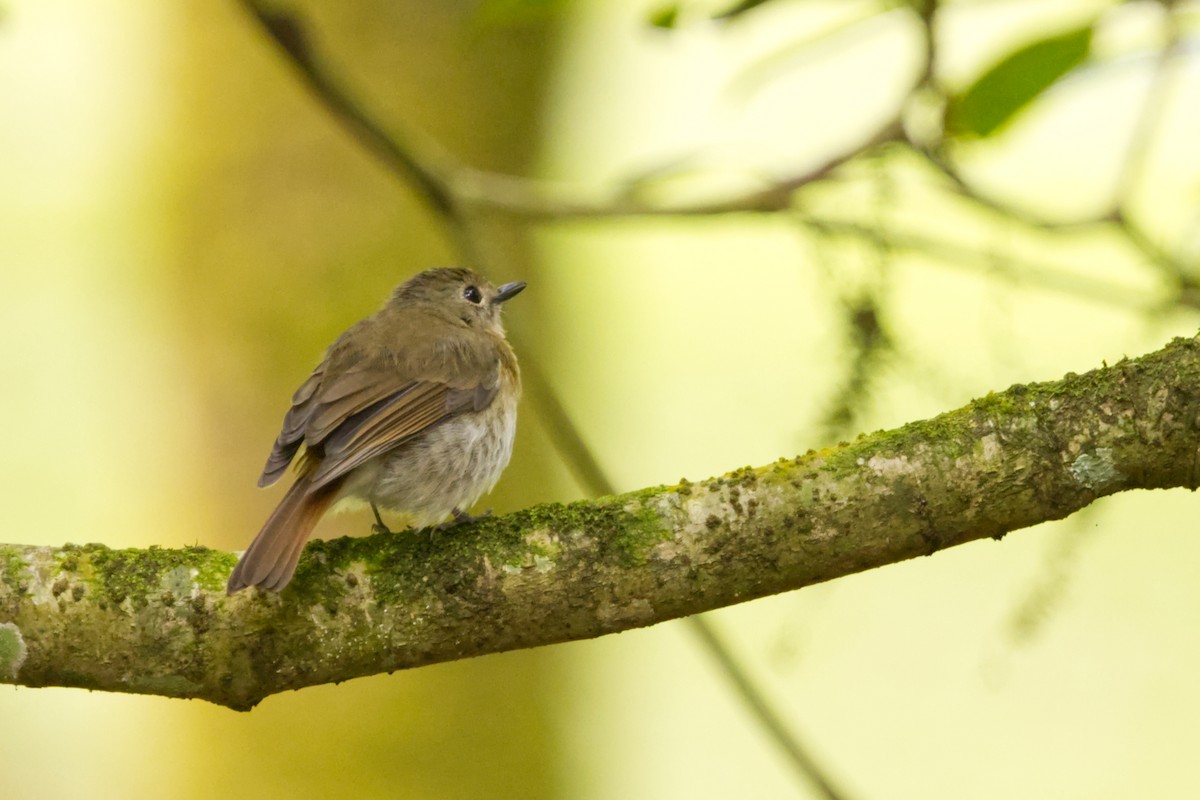 Fulvous-chested Jungle Flycatcher - ML640964247