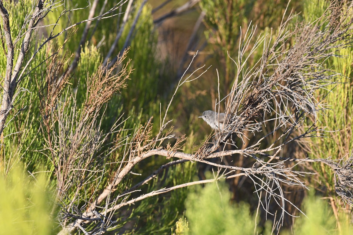 California Gnatcatcher - ML640964248